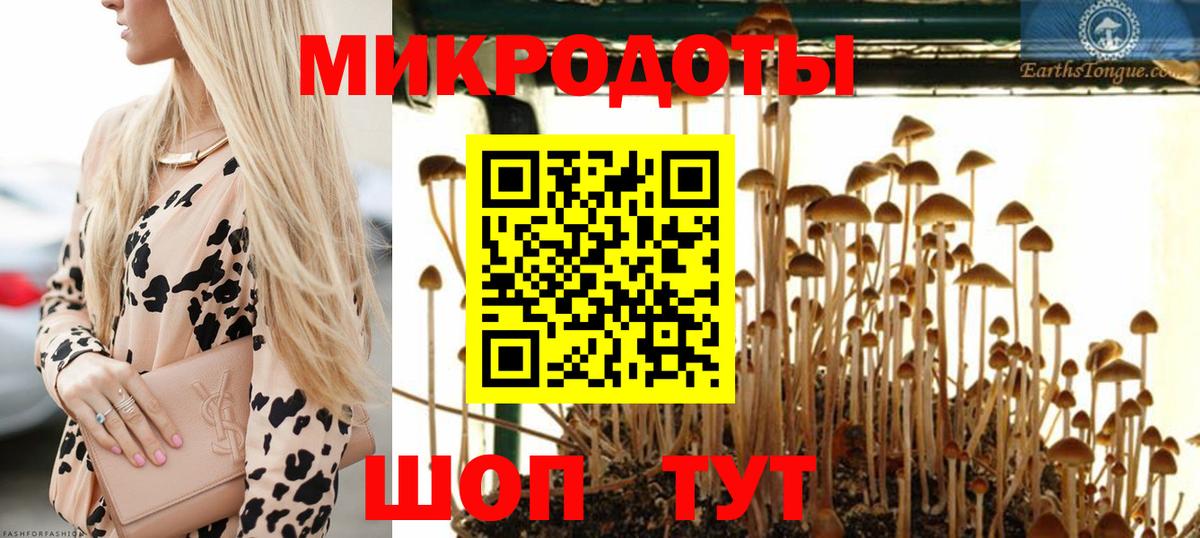 Галлюциногенные грибы Psilocybe Северск